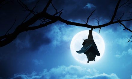 Does a Bat Flying in a House mean a Ghost?