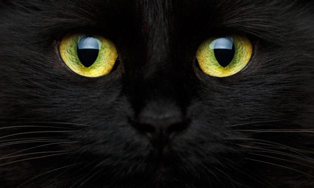 Many Black Cat Superstitions